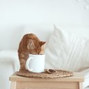 동물병원 HADA 이미지