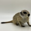 특별한 동물가게 이미지