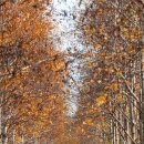 자작나무 이미지