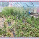 솔밭너와촌 이미지