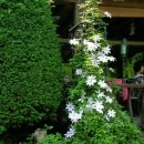 하이디 하우스 이미지