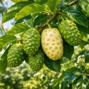 백암원주민공인중개사사무소 | 노니환효능 총정리, 면역력부터 피로회복까지 꼭 알아야 할 5가지