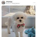 오늘도, 아름답개 네이버블로그