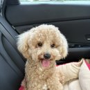 추추 추어탕 조치원홍대점 | 세종 다온숲 애견글램핑 C3 애견동에서 추석연휴 시작:) 10살 딸이랑 1살 보리랑 1박2일 여행!