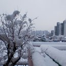 서울금천초등학교 Daum카페