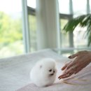 우아퍼피 이미지