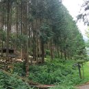 상관편백숲 쉼터 이미지