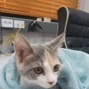 대전본동물병원 이미지