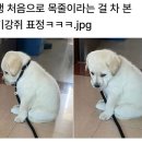 댕댕이