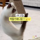 랙돌카페냐옹 이미지