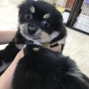 여시코빼기 이미지