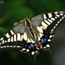 일지춘(한국 하이쿠 1-94) 혼돈의 나비/반산 한상철 이미지
