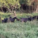 양평흑염소농장 이미지