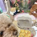 소.화식당 | 사료 안 먹는 강아지, 내추럴피드 화식 급여 솔직 후기