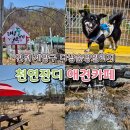 무인43 | 인천 계양구 야외 애견카페 다남숲멍빌리지 가격 주차 후기