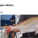 175 양통돔 Snapper, Mutton 이미지