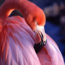 플라밍고 이미지