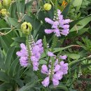 강아지풀 이미지