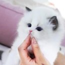 강남고양이분양 스타돌스 이미지