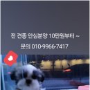 아이러브 독 이미지