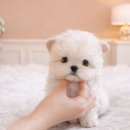 미유펫 강아지애견미용 이미지