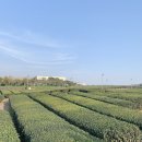 나누미할인마트 | 힐링했던 제주도 3박4일 여행 ② : 오는정김밥/나홀로나무/새별오름/오설록티뮤지엄