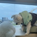 UR(파주시)-[와석순환로]-하-14 | 일산 근교 파주 운정 애견카페 '퍼밀리' 실내 실외 인조잔디 있어 추천해요