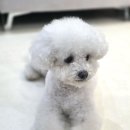 베베시오 이미지