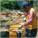 RoyalJelly | 국산 생로얄제리 직접 써보고 느낀 진해양봉 로얄제리 효능 후기