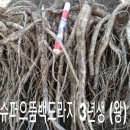 정성슈퍼