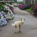 안성리-5 이미지