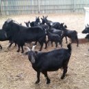 가평흑염소농장 이미지