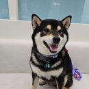 24시 마이동물의료센터 이미지