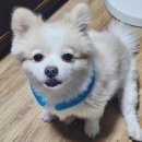 간지나개 | [대구애견미용샵] 추천!간지나개