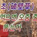 건강 약초 이미지