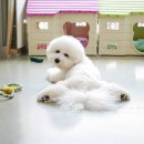 강아지발바닥