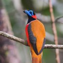 Red-naped Trogon 이미지