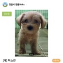 정읍시 유기견보호소에 6남매 들어왔는데 진심 귀여워 미치겠어 이미지
