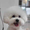 가장아름답개 이미지