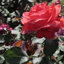 이곡장미공원 이미지