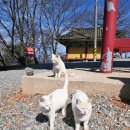 바다와 고양이 | 태안 바다 위 사찰, 안면암 솔직 후기 (고양이까지 힐링 포인트)