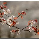 목계숲 2 이미지