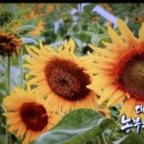 명복농장 이미지