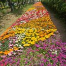 한강시민공원(등수국터널 2) | 구리 유채꽃 구리한강시민공원