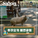 해뜨는 숲속 | 일본 뜨는 여행지로 떠나는 가을여행 우미노나카미치 해변공원 탐방기