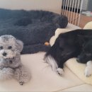 판도라독 이미지