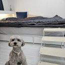 저단31 | 강아지계단 소파 침대 점프 방지용, 튼튼한 조이펫스탭으로 결정한 이유