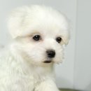 네발하우스 네이버블로그
