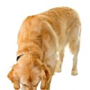 안녕, 내강아지 이미지