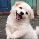 파티사랑 | 신솔파티 재방문 솔직 후기 | 매주 사랑에 빠지는 욧짜